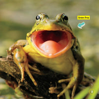 National Geographic Kids Little Kids First Board Book: Frogs