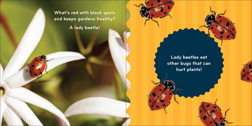 Nature Baby: Bugs