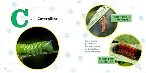 ABC Bug Book For Kids