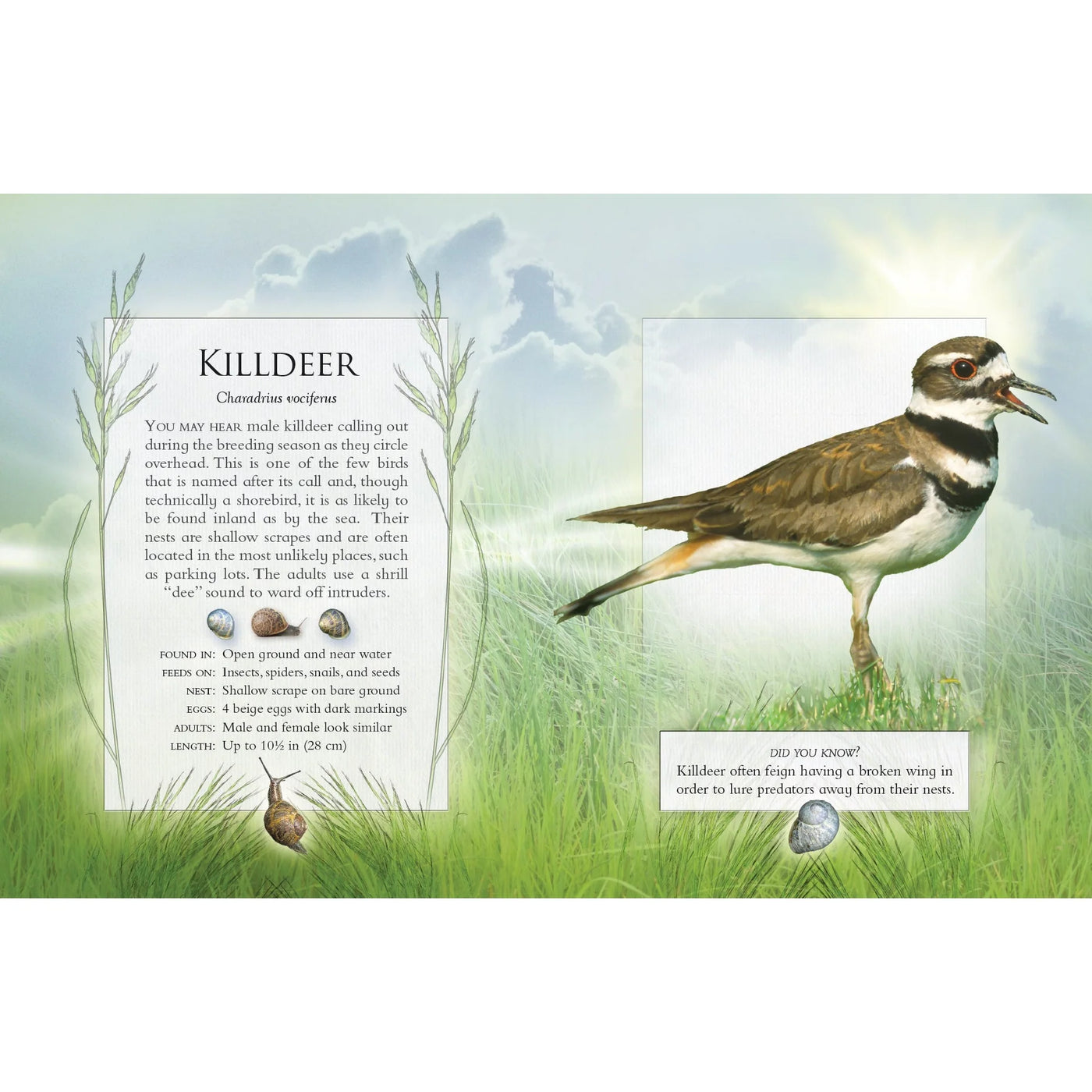 A Firefly Book The Little Book Of Backyard Birds