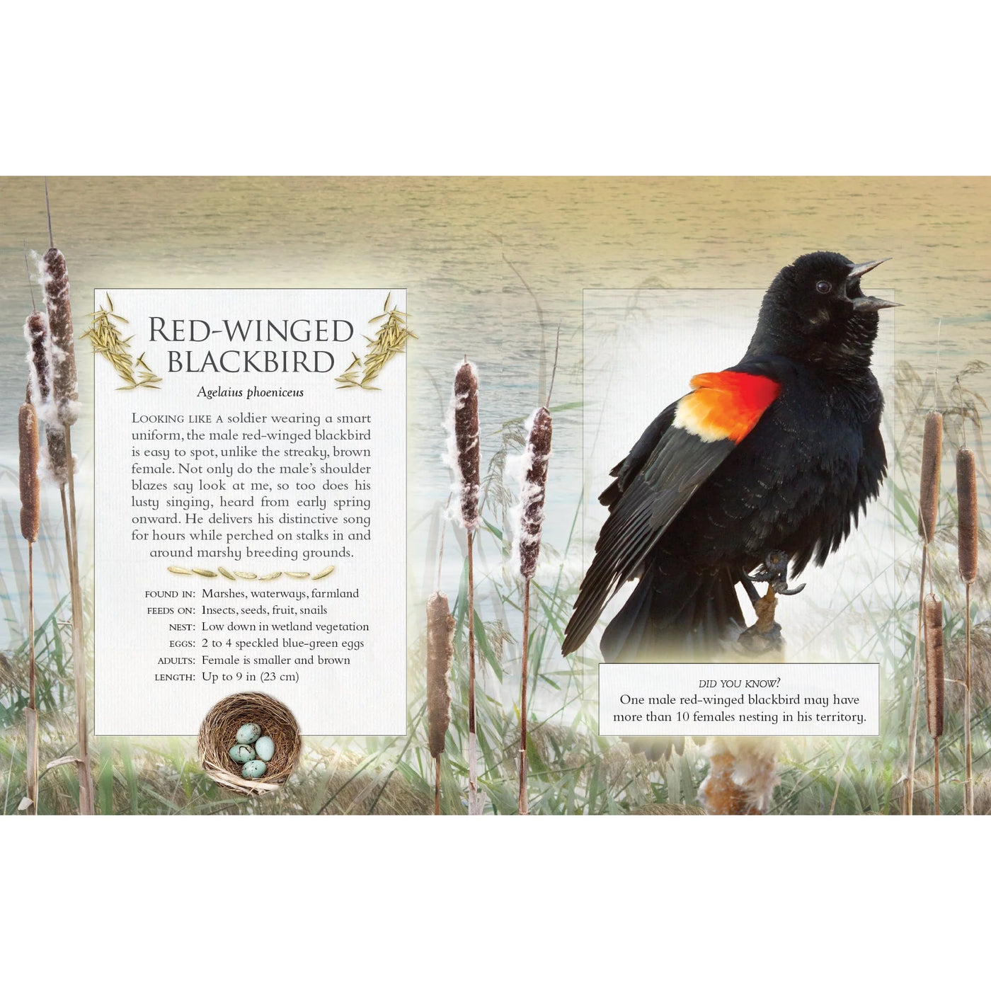 A Firefly Book The Little Book Of Backyard Birds